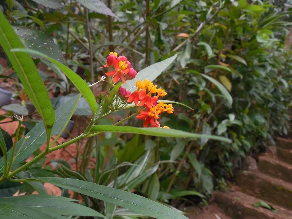 Le Leopard D 'Argent Hotel Kandy